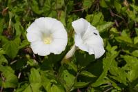 Convolvulus sepium