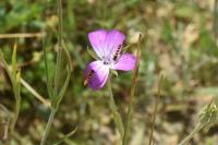 Agrostemma githago