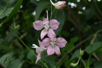 Delphinium ajacis