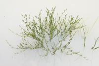 Juncus bufonius