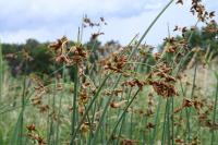 Schoenoplectus lacustris