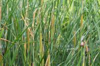 Typha angustifolia