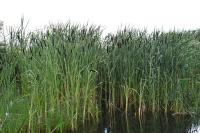 Typha latifolia