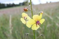 Verbascum blattaria