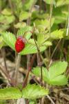 Fragaria vesca