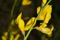 Spartium junceum