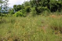 Silene otites