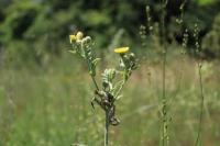 Andryala integrifolia