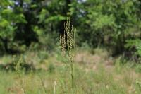 Rumex thyrsiflorus