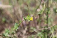 Ornithopus compressus