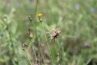 Hypochaeris glabra
