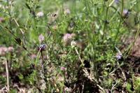 Trifolium arvense