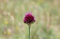 Allium sphaerocephalon