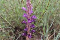 Phelipanche arenaria