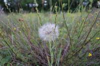 Tragopogon dubius