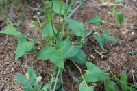 Fallopia convolvulus