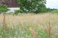 Arrhenatherum elatius