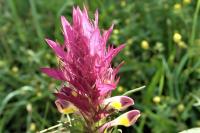 Melampyrum arvense