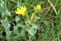 Blackstonia perfoliata