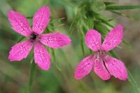 Dianthus armeria