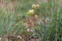 Petrosedum ochroleucum