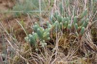 Petrosedum ochroleucum