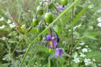 Solanum dulcamara