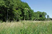 Valeriana officinalis