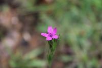 Dianthus armeria