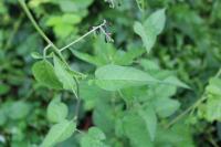 Solanum dulcamara