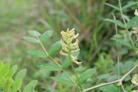 Astragalus glycyphyllos