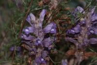Phelipanche arenaria