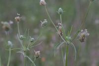 Plantago arenaria