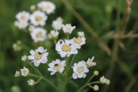 Achillea ptarmica