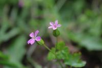 Geranium lucidum