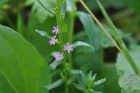 Lythrum hyssopifolia
