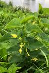 Aristolochia clematitis