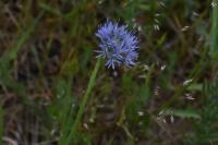 Jasione montana