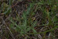 Jasione montana