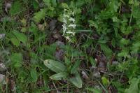 Platanthera chlorantha