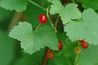 Ribes rubrum