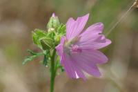 Malva alcea