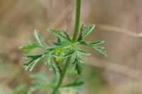 Malva alcea