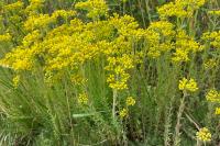 Petrosedum rupestre