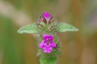 Clinopodium vulgare