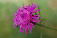 Centaurea nigra