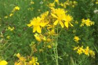 Hypericum perforatum
