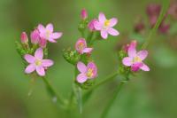 Centaurium erythraea