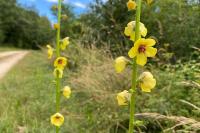 Verbascum virgatum