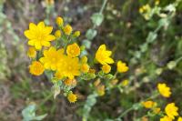 Blackstonia perfoliata